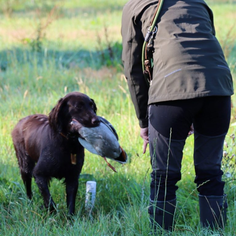 Deutsch Langhaar Verein Nord Ost
