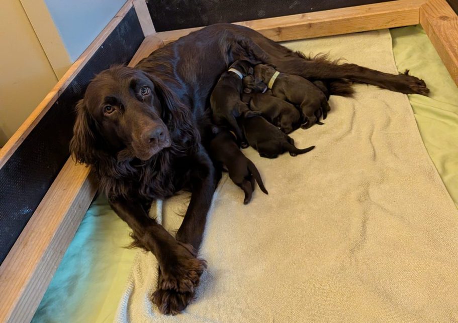 Deutsch Langhaar Verein Nord Ost