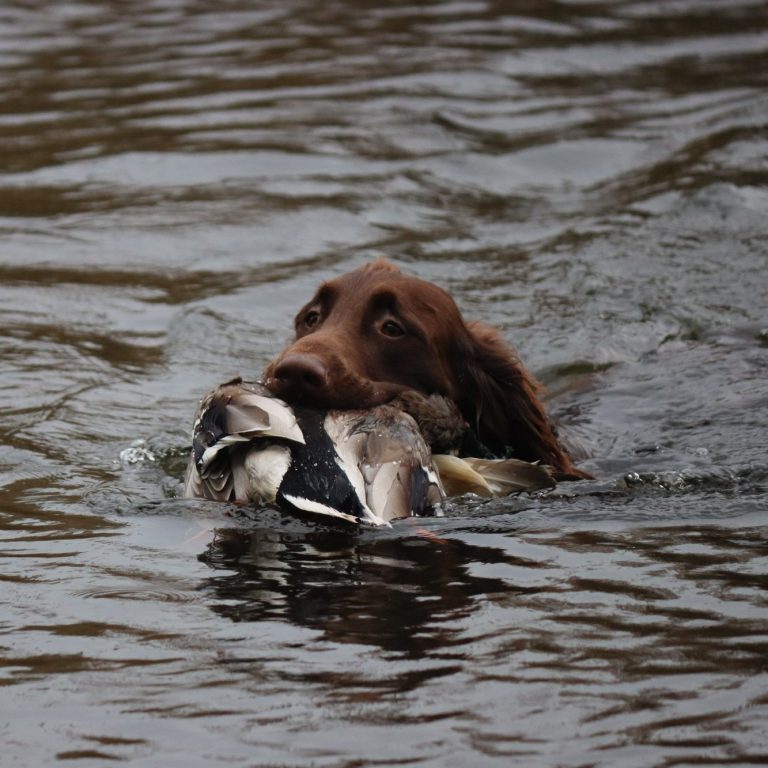 Deutschlanghaar schwimmt im Wasser und trägt einen Enten mit im Maul.