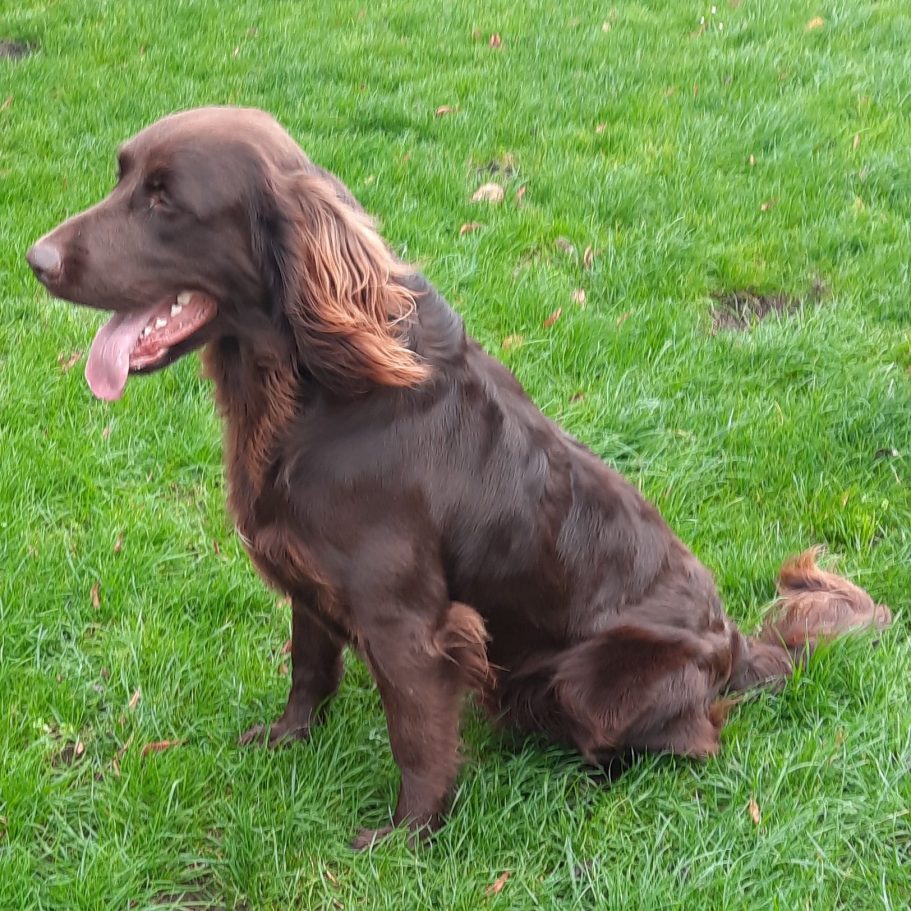 Deutsch Langhaar Verein Nord Ost