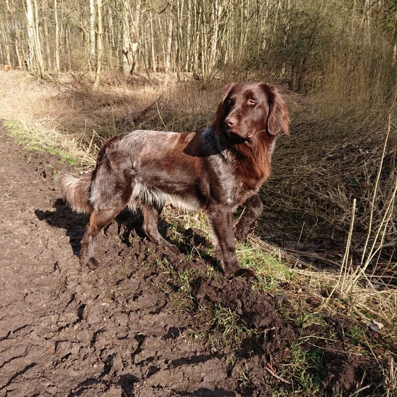 Deutsch Langhaar Verein Nord Ost