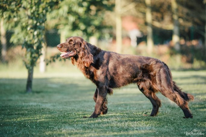 Deutsch Langhaar Verein Nord Ost