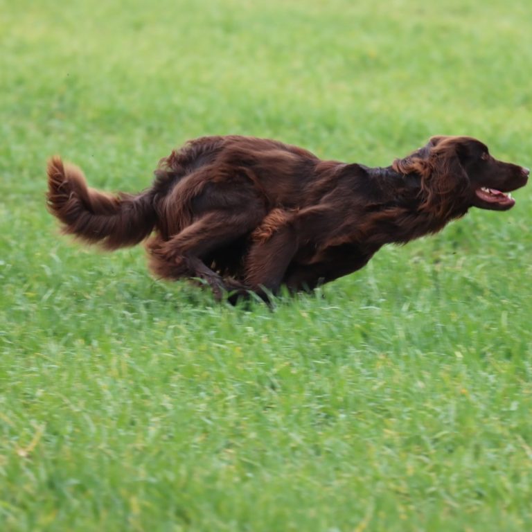 Deutschlanghaar trägt ein Kaninchen im Maul und läuft über eine Wiese.