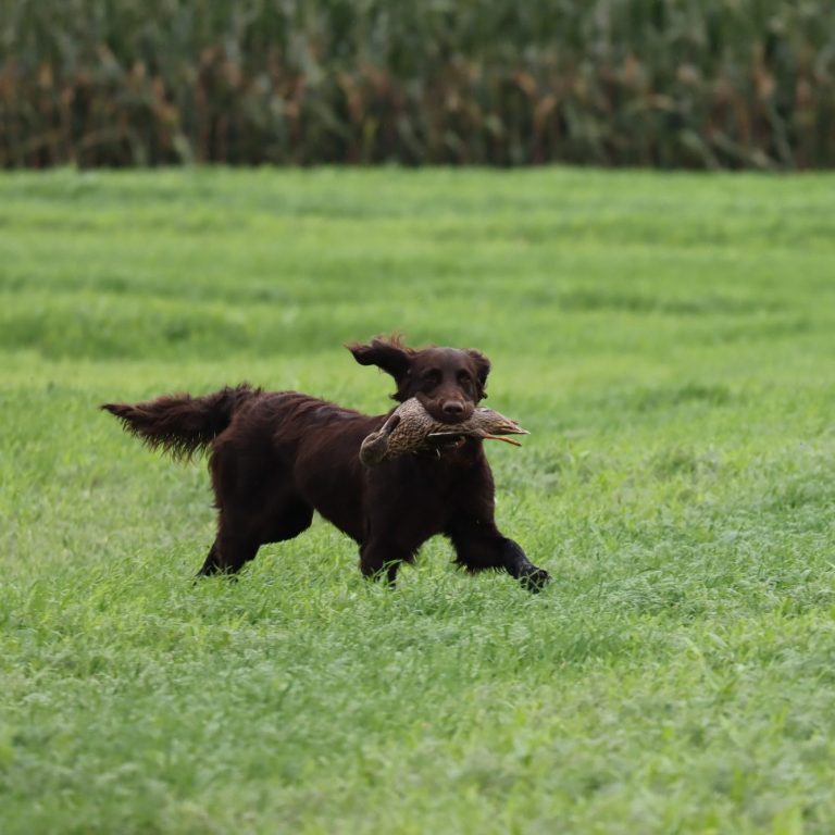 Deutschlanghaar schwimmt im Wasser und trägt einen Enten mit im Maul.