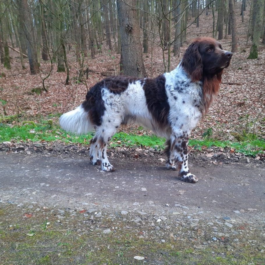 Deutsch Langhaar Verein Nord Ost