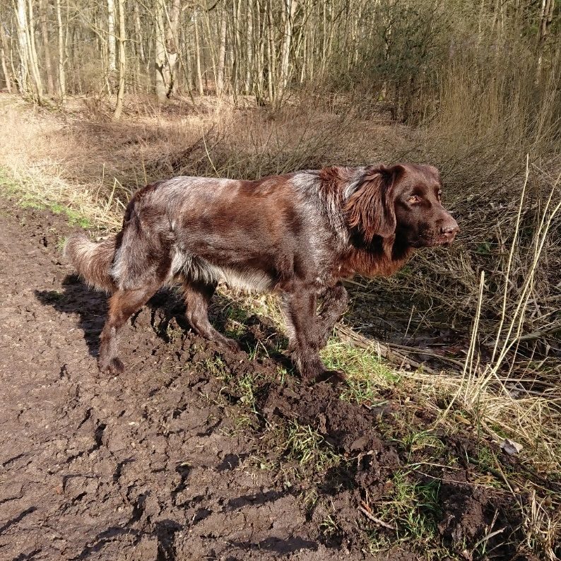 Deutsch Langhaar Verein Nord Ost