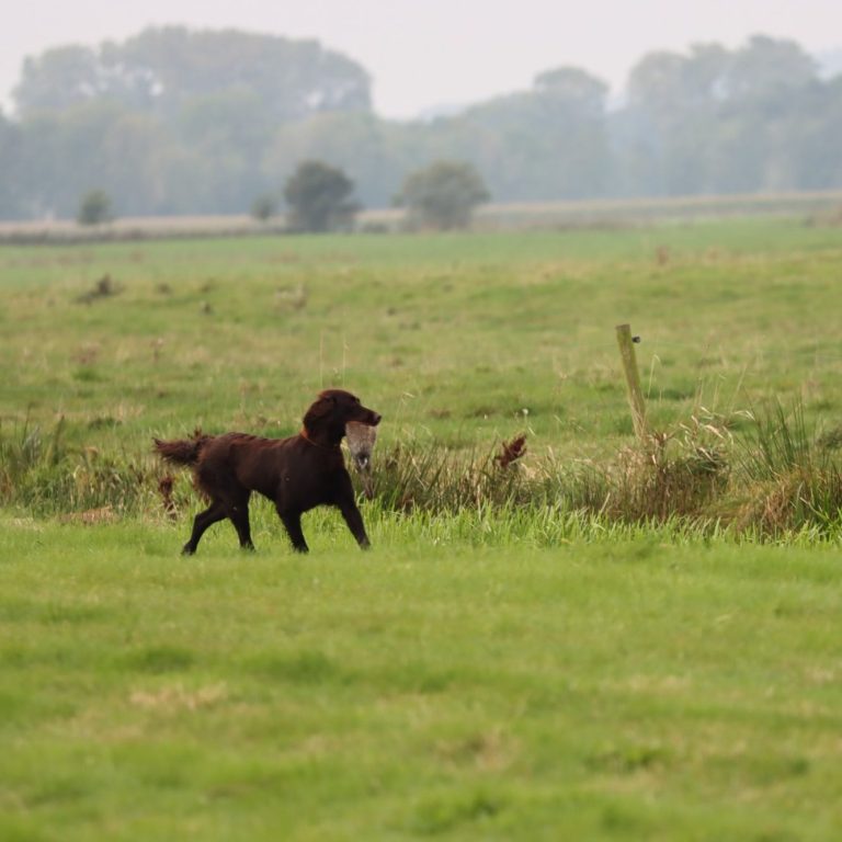 Deutsch Langhaar Verein Nord Ost