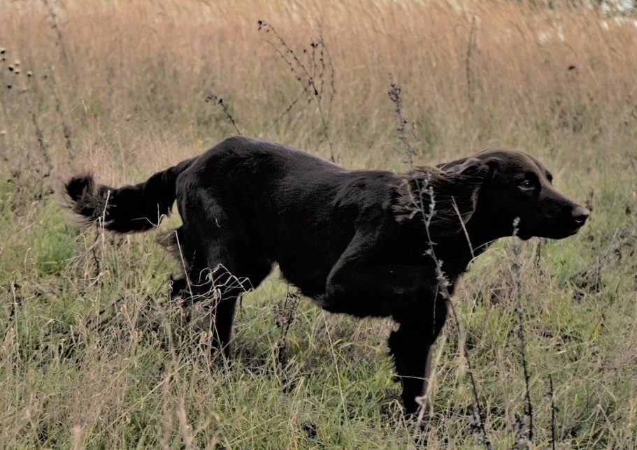 Deutsch Langhaar Verein Nord Ost