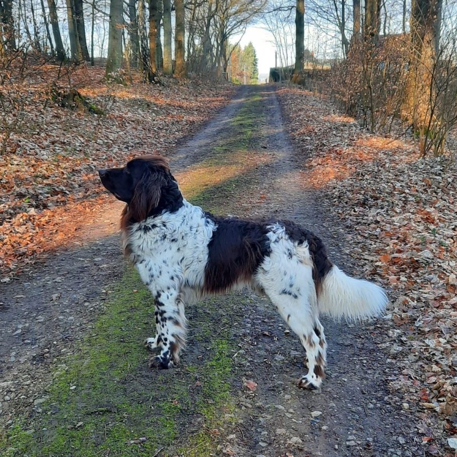 Deutsch Langhaar Verein Nord Ost
