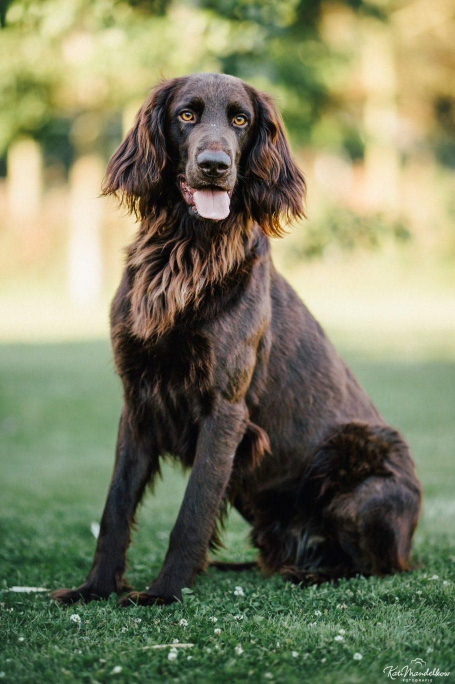 Deutsch Langhaar Verein Nord Ost
