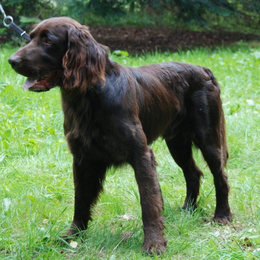 Deutsch Langhaar Verein Nord Ost