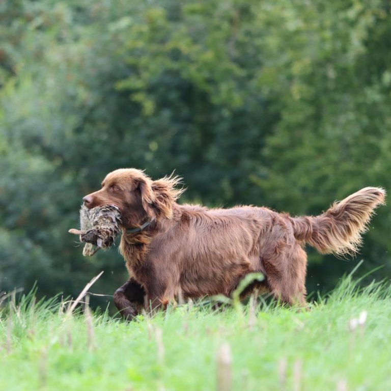 Deutschlanghaar trägt ein Kaninchen im Maul und läuft über eine Wiese.