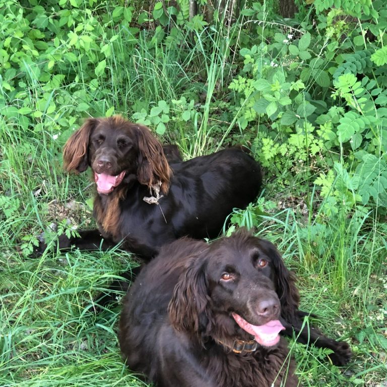 Zwei braune Hunde liegen im Gras, umgeben von grünen Pflanzen.