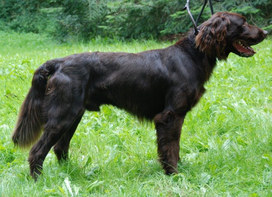 Deutsch Langhaar Verein Nord Ost