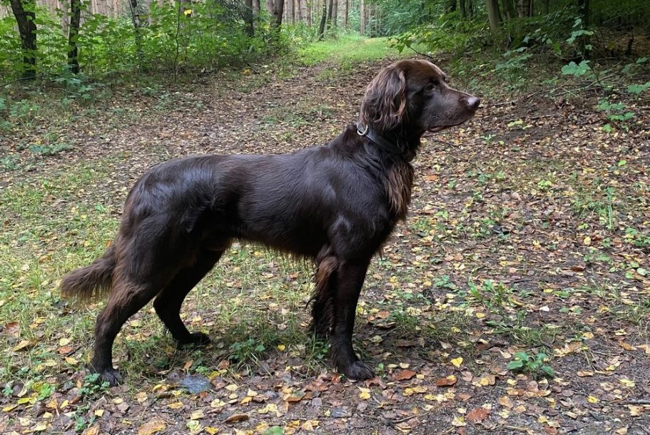 Deutsch Langhaar Verein Nord Ost