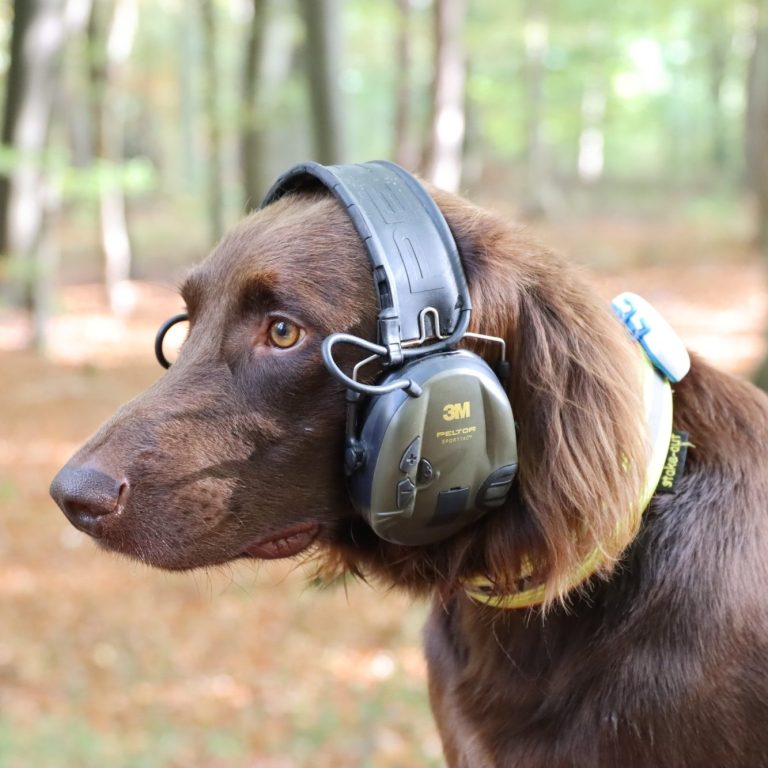Deutsch Langhaar Verein Nord Ost